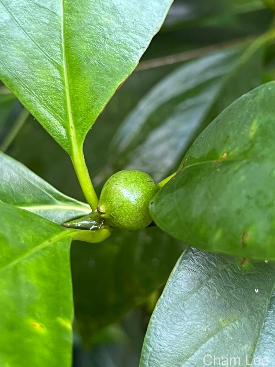 Timonius flavescens (Jacq.) Baker